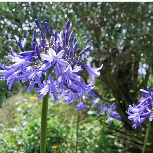 Agapanthus ‘Loch Hope’