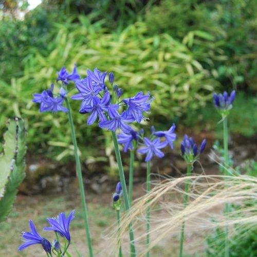 Agapanthus ‘Northern Star’