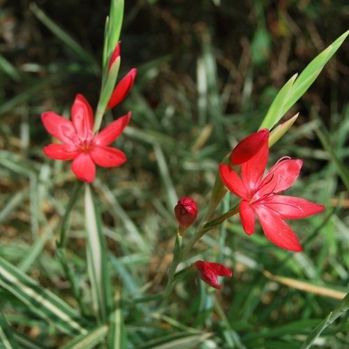 Schizostylis coccinea ‘Major’