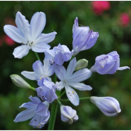 Agapanthus ‘Deft Blue’