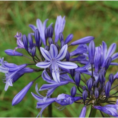 Agapanthus ‘Louisa’