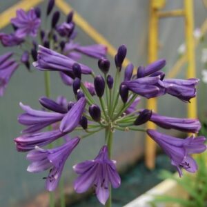 Agapanthe violette