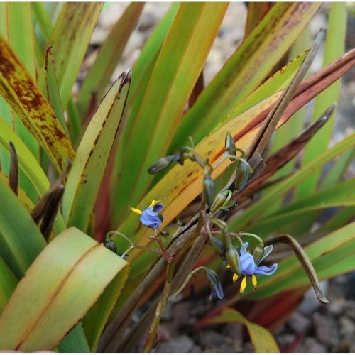 Dianella tasmanica ‘Tas Red’