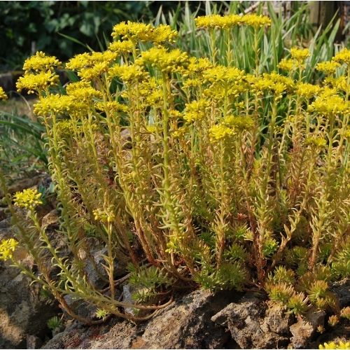 Sedum rupestre ‘Angelina’