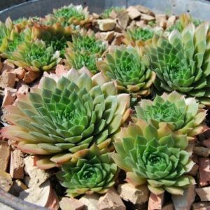 Sempervivum, Orpin, plante grasse, plante succulente, production Française