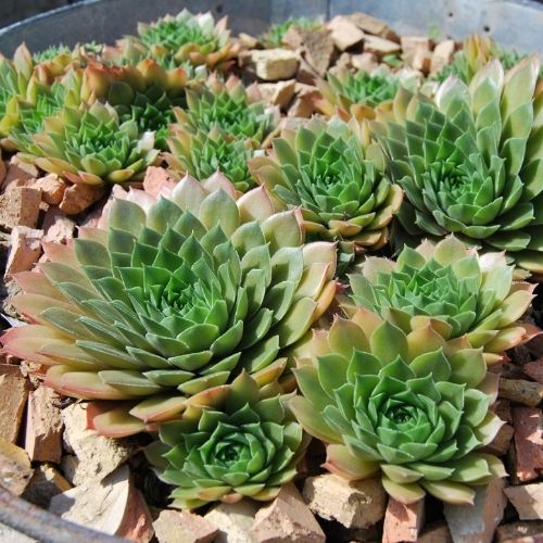 Sempervivum ‘Lentezon’