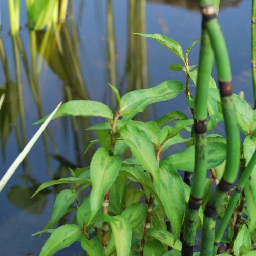 Polygonum odoratum