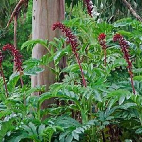 Melianthus major