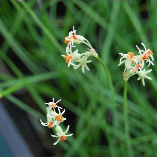 Tulbaghia leucantha ‘Larg Form’