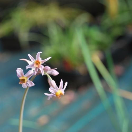 Tulbaghia violacea ‘Hazel’