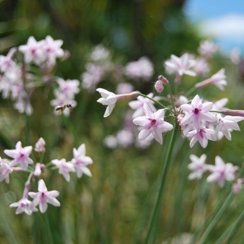 Tulbaghia violacea ‘Purple Eye’