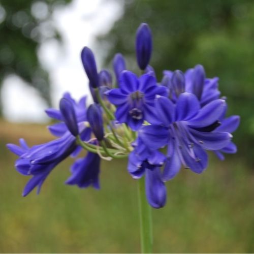 Agapanthus ‘Sandringham’