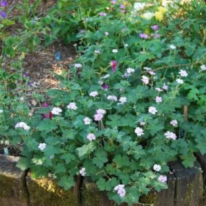 Géranium vivace à longue floraison d'été rose tendre, supporte la sècheresse