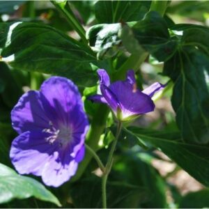 Géranium vivace bleu à longue floraison