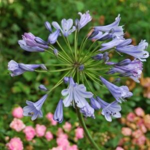 Agapanthe bleu pour massif de piscine