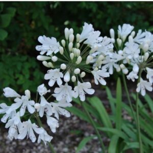 Une Agapanthe au feuillage persistant, floraison blanc pur, de très bonne culture en pot