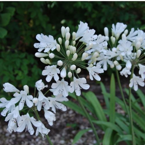 Agapanthus ‘Snow Crystal’