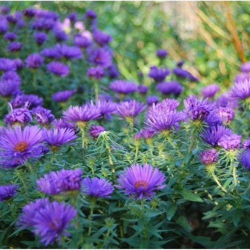 Aster n.a ‘Purple Dome’