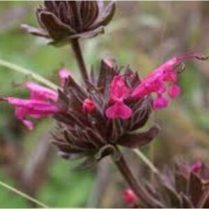 Sauge spathacea, appelé aussi Sauge colibri à floraison d'été rouge carmin