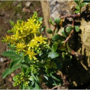 Plante de rocaille, très résistant à la sècheresse ainsi qu'au gel. Feuillage persistant, plante compact à floraison jaune