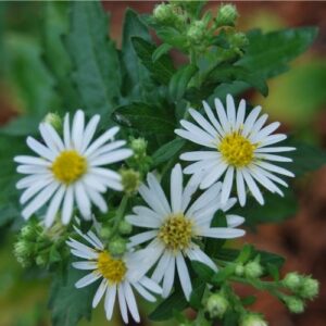 Aster d'automne à fleurs blanche et cœur jaune. Jardin de curé.