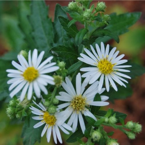 Aster ageratoides ‘Ashvi’