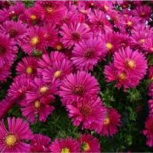 Aster 'Jenny' nain et compact à floraison d'automne rose soutenu