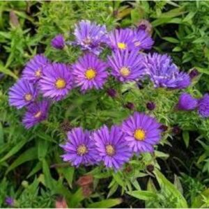 Aster 'Samoa' nain et compact à floraison violet