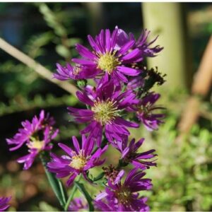 Aster d'automne de taille moyenne au coloris rose vif, très lumineux