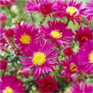 Aster d'automne, marguerite d'automne, vendangeuse à floraison rouge foncé