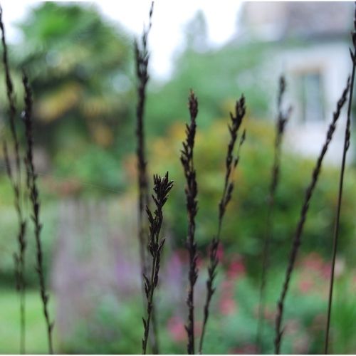 Molinia arundinacea ‘Black Arrows’