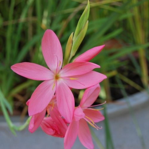 Schizostylis coccinea ‘Sunrise’