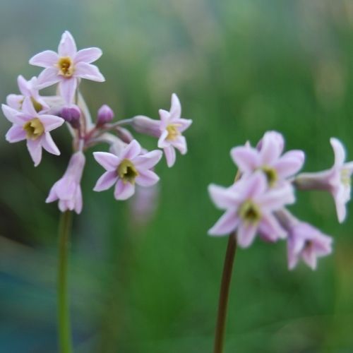 Tulbaghia violacea ‘Moshoeshoe’